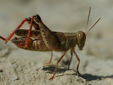 Calliptamus italicus