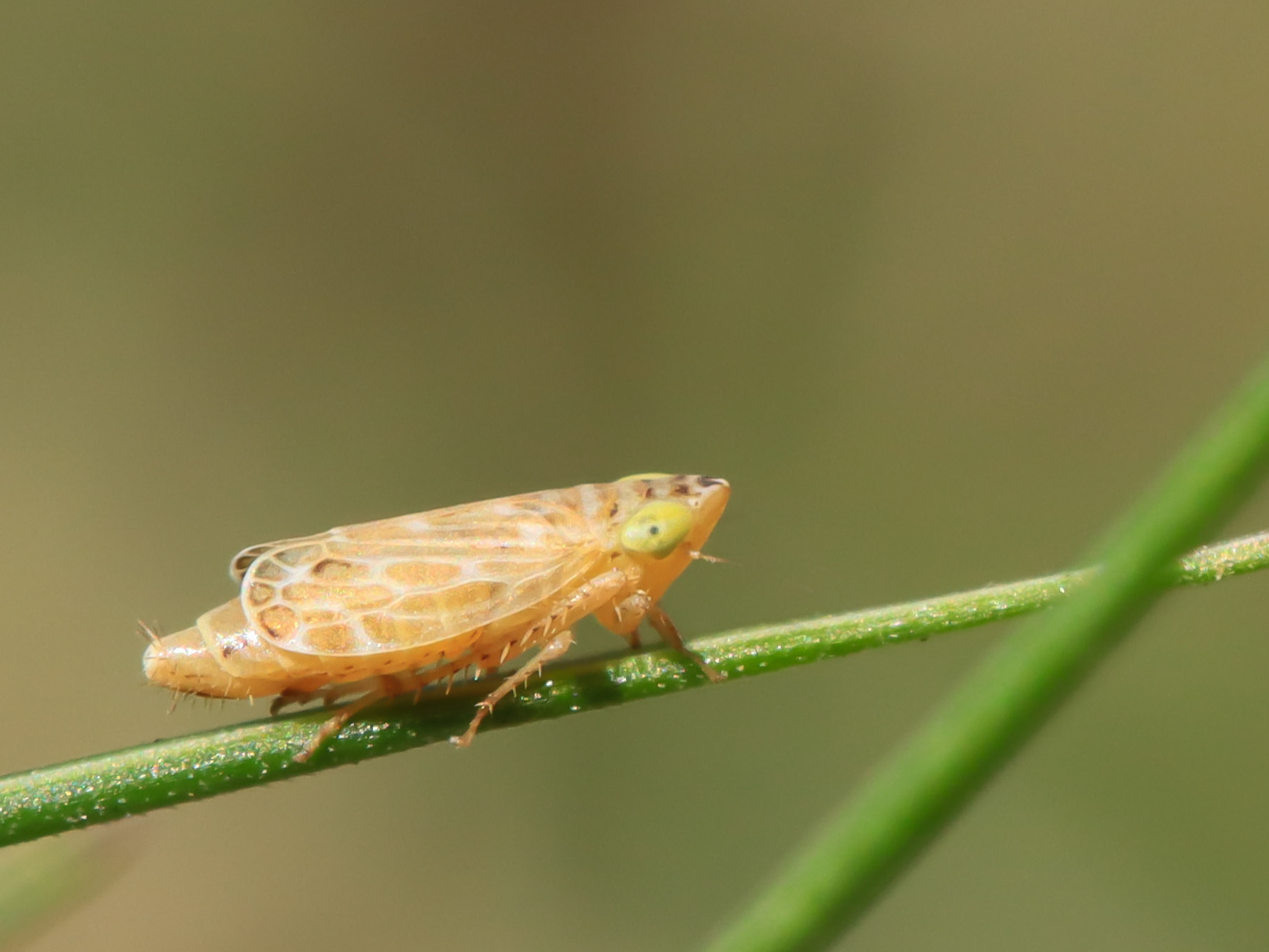 Adarrus multinotatus