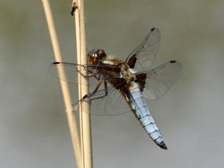 Libellula depressa