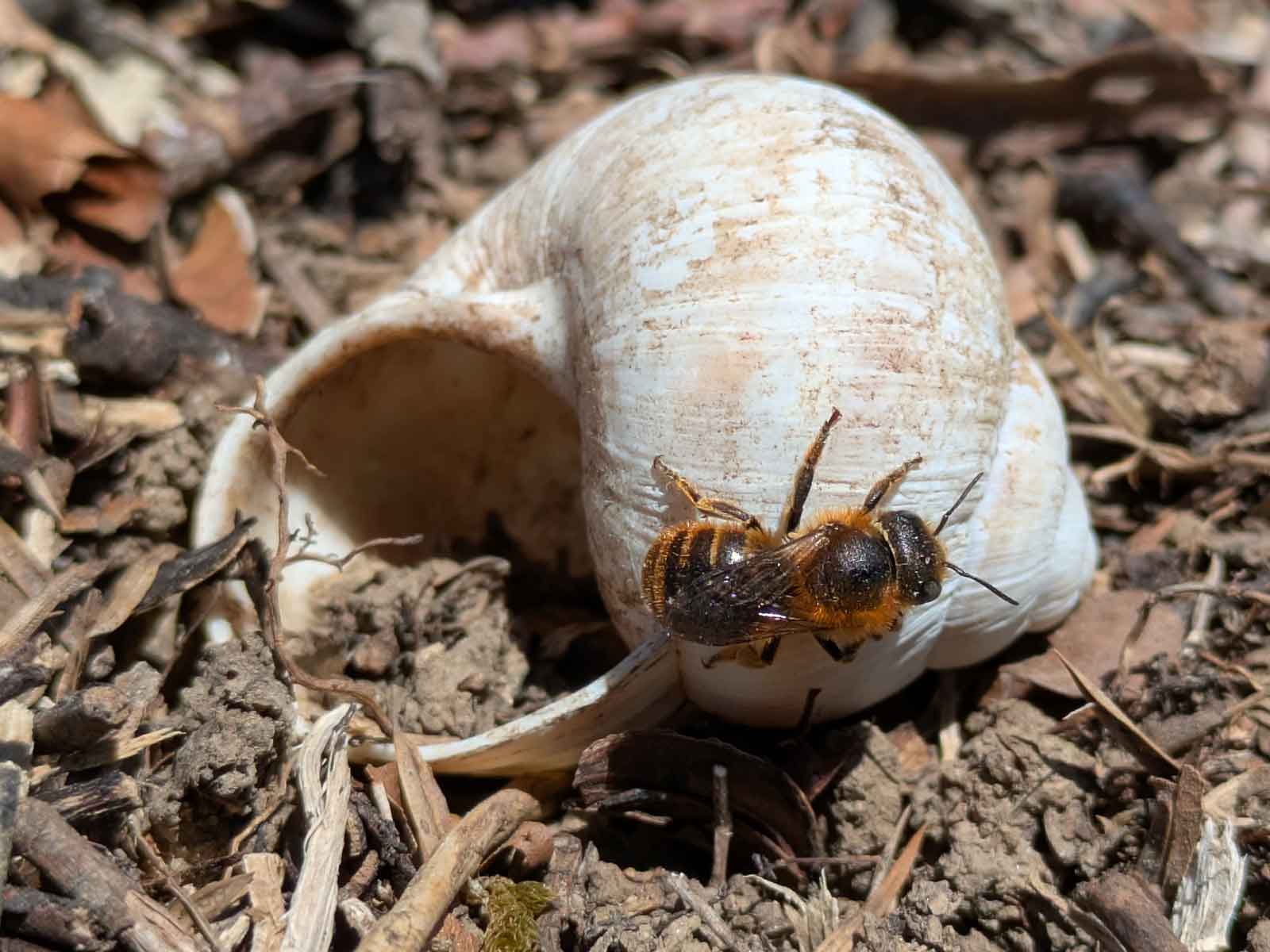  Osmia aurulenta