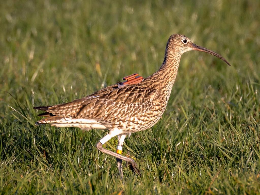 Brachvogel mit GPS-Sender