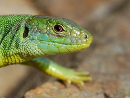 aktuell lacerta bilineata