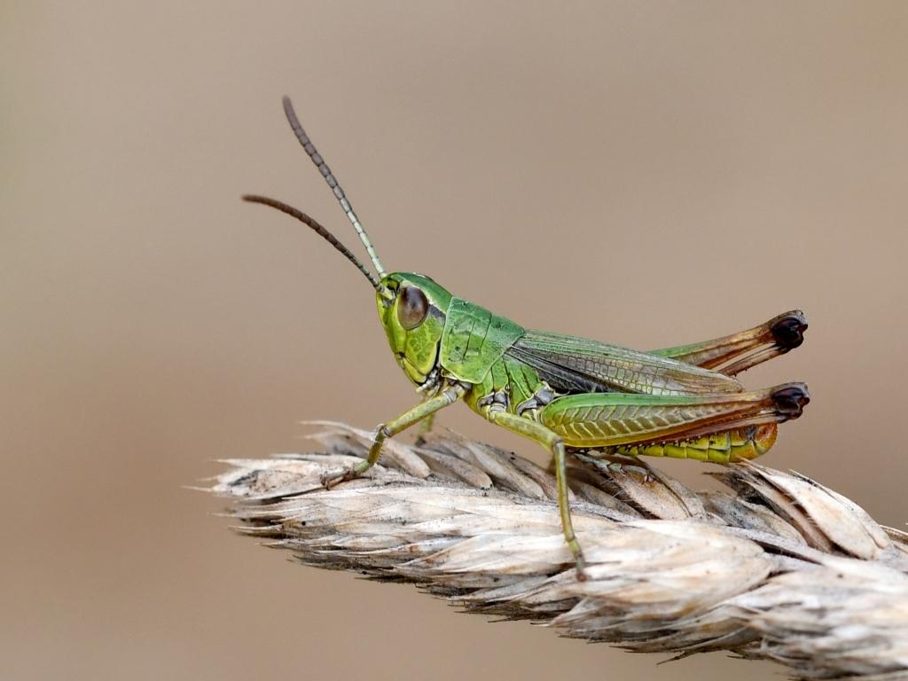 Pseudochorthippus parallelus