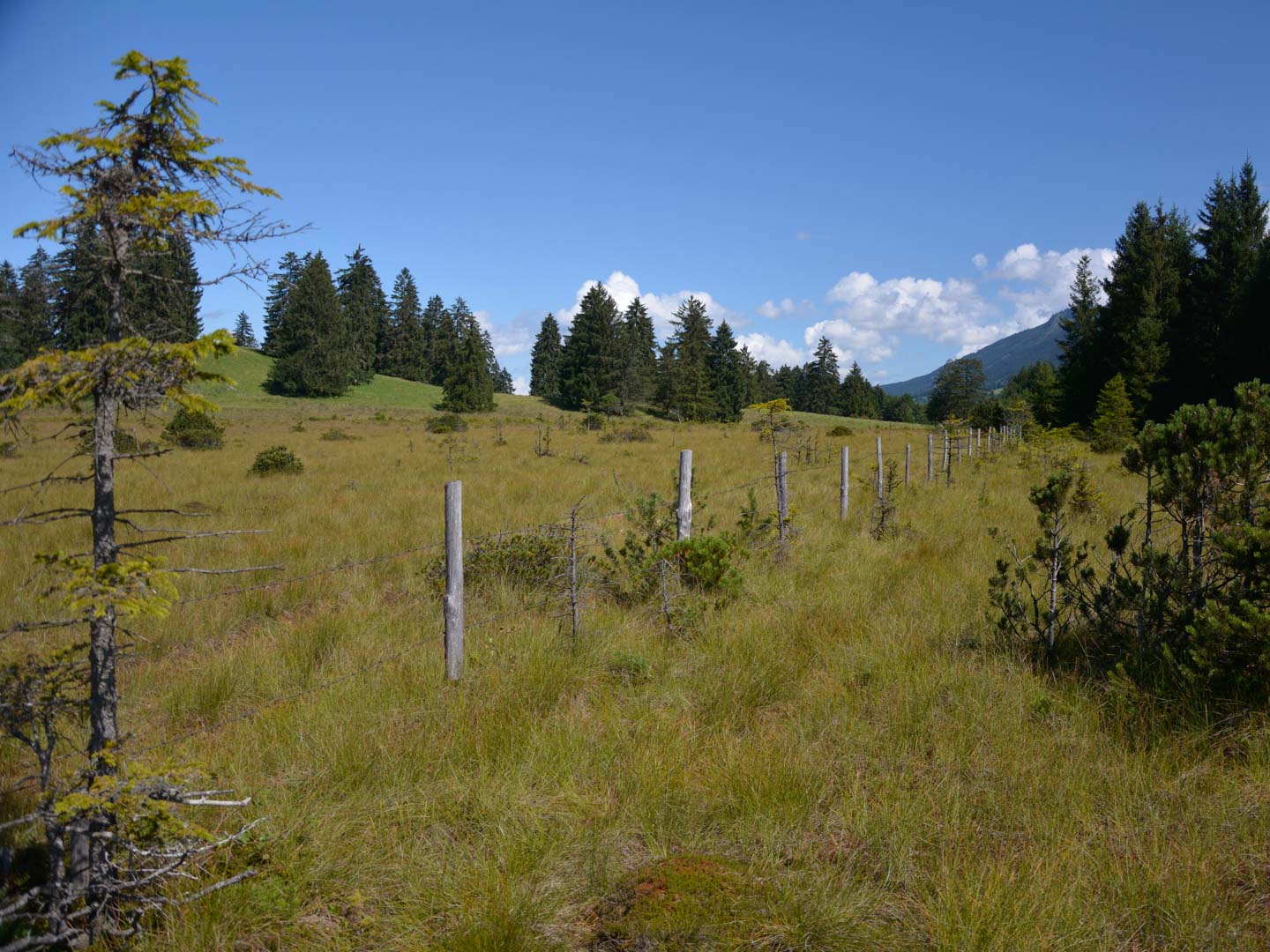 Allmendweide, Traditionelle Landnutzung, Baumpieperhabitat