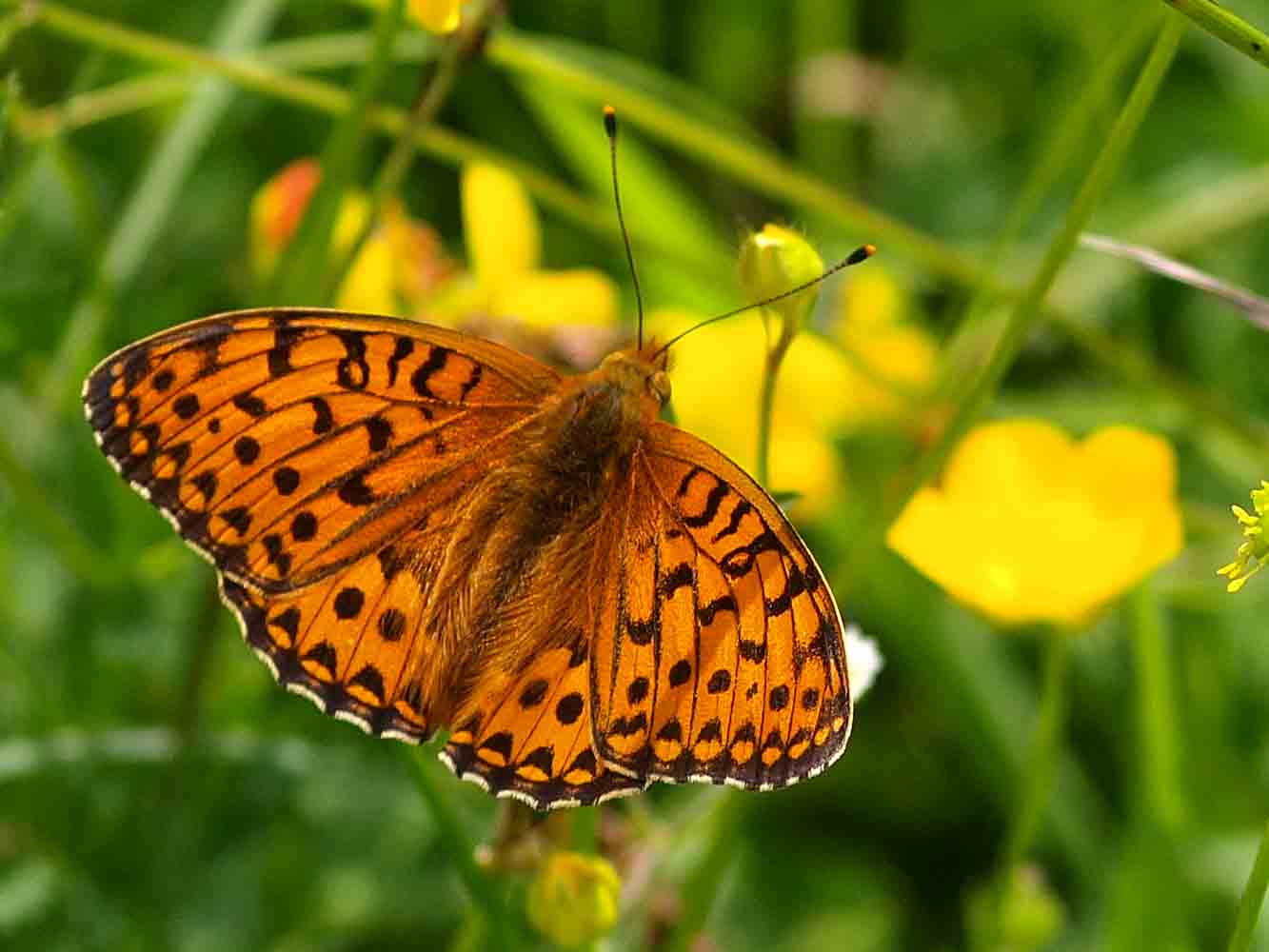 Landnutzungswandel, Habitatfragmentierung, Metapopulation, Argynnis aglaja