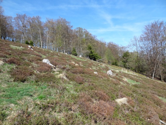 Renaturierte Bergheide
