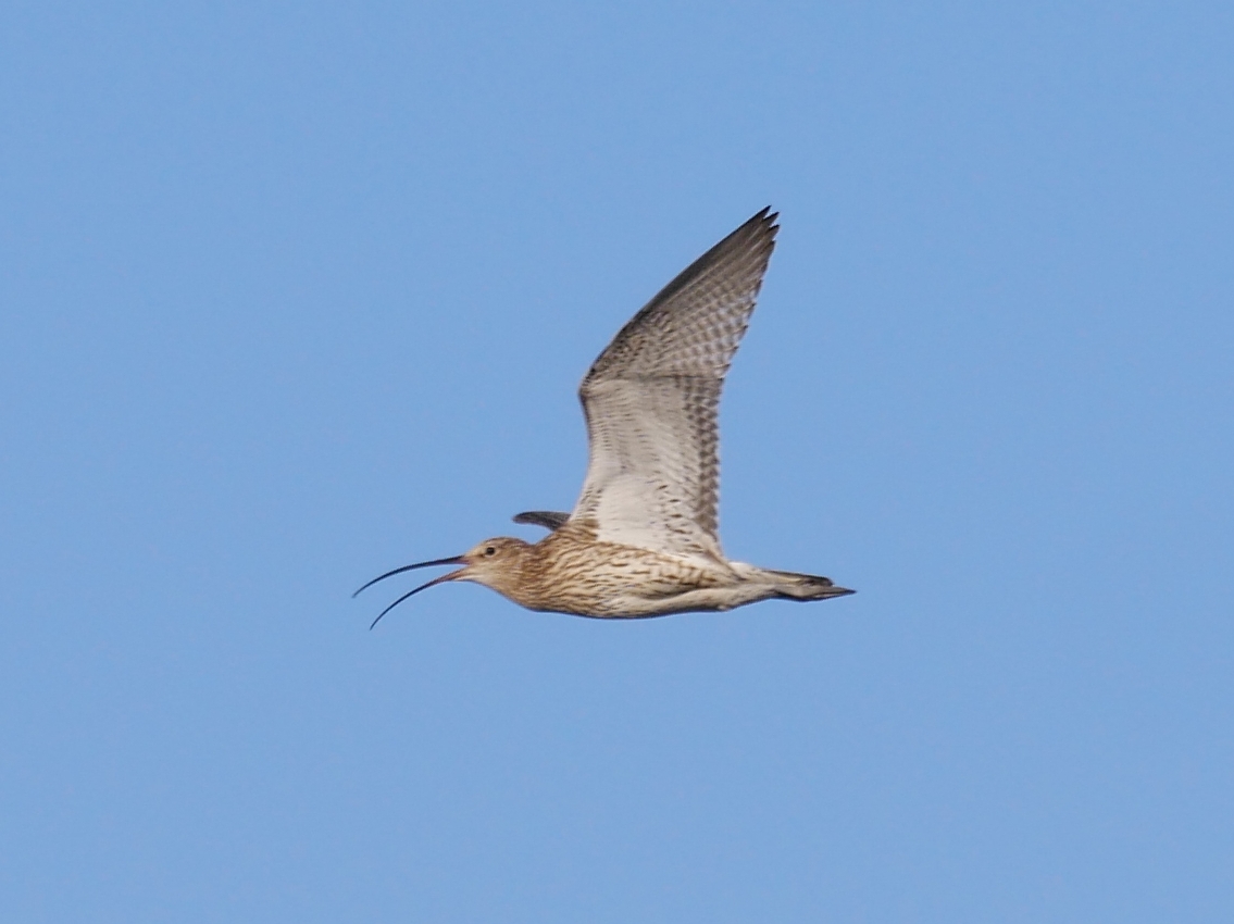 Brachvogel