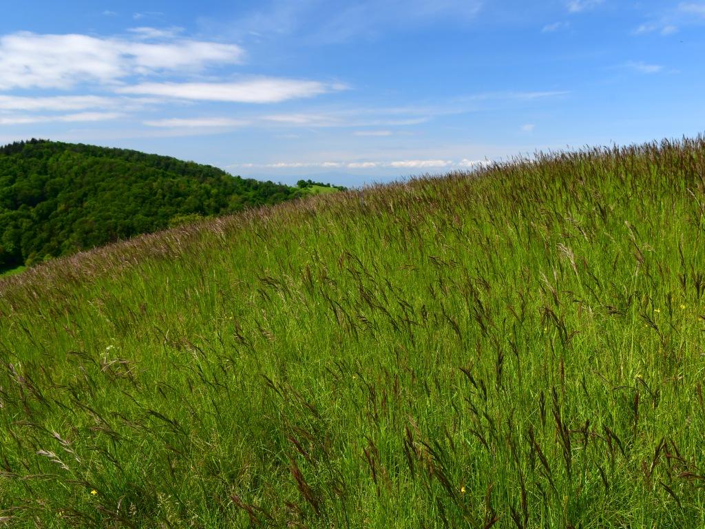 Bromus erectus