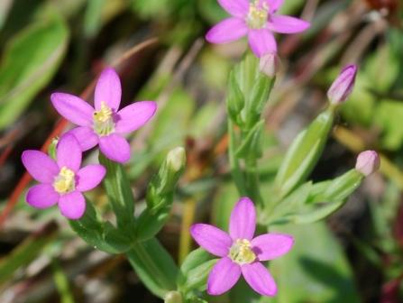 Centaurium pulchellum