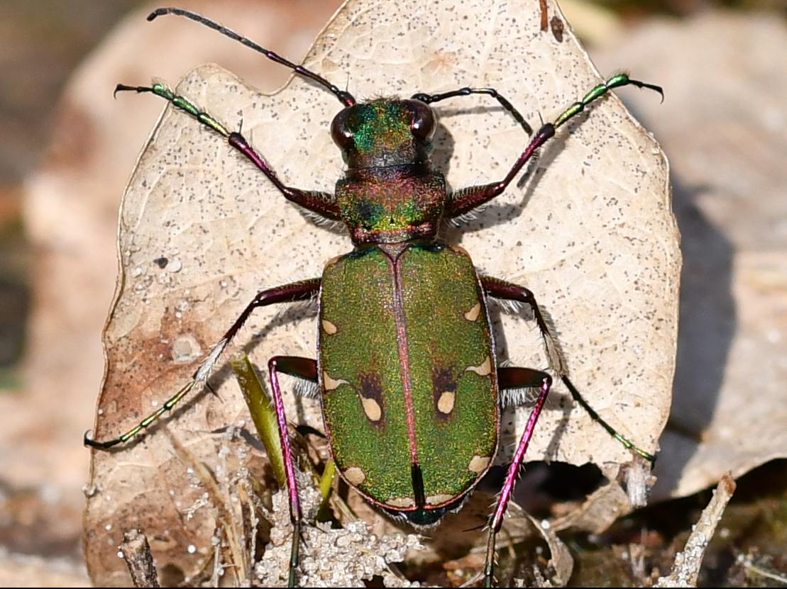 Cicindela campestris