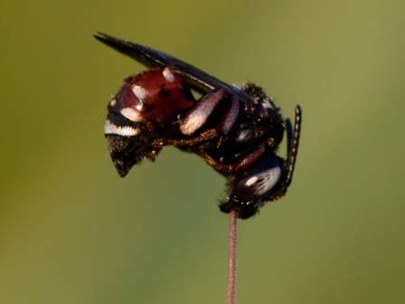 Wildbienen, Insektensterben, Bestäubungsökologie