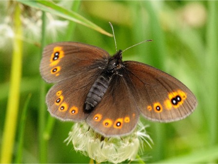 Erebia medusa