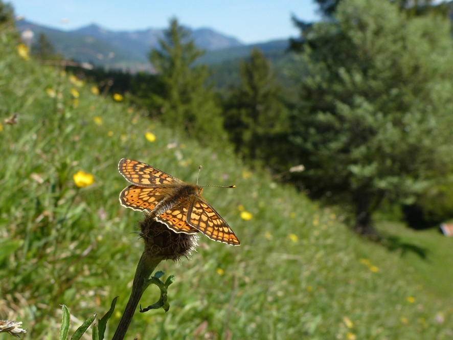  Euphydryas_aurinia 