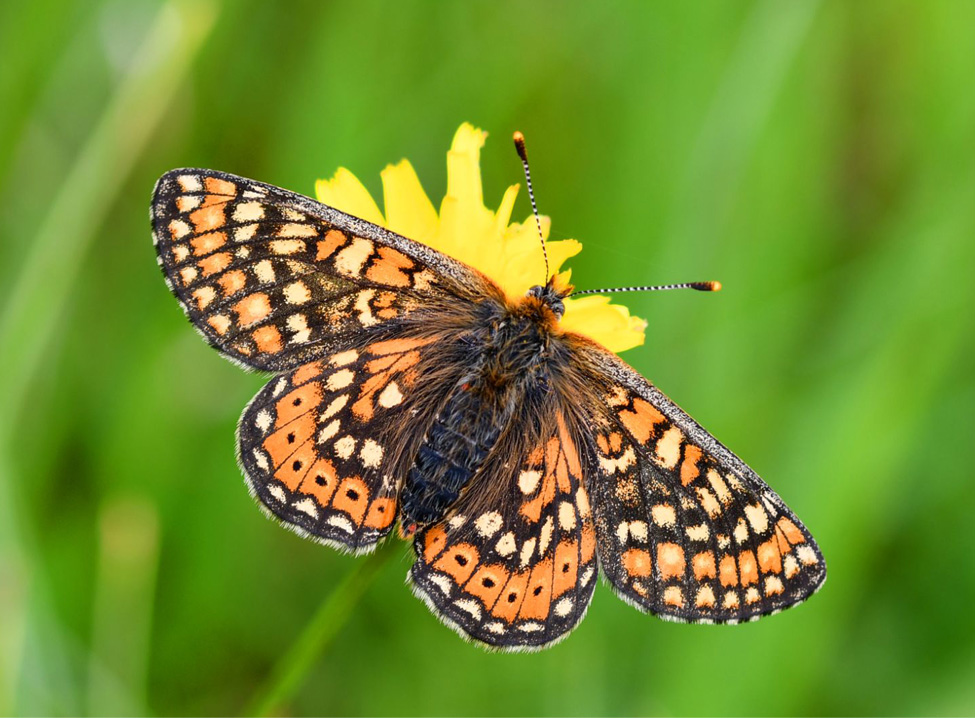  Euphydryas aurinia 