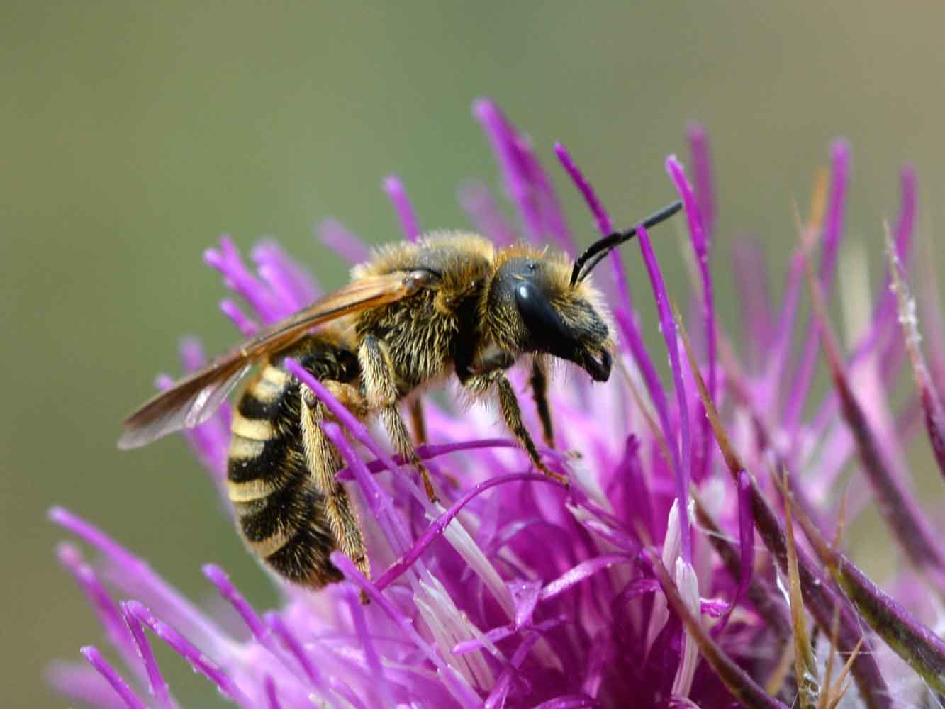 Insektenmonitoring, Insektensterben, Wildbiene, Halictus scabiosae