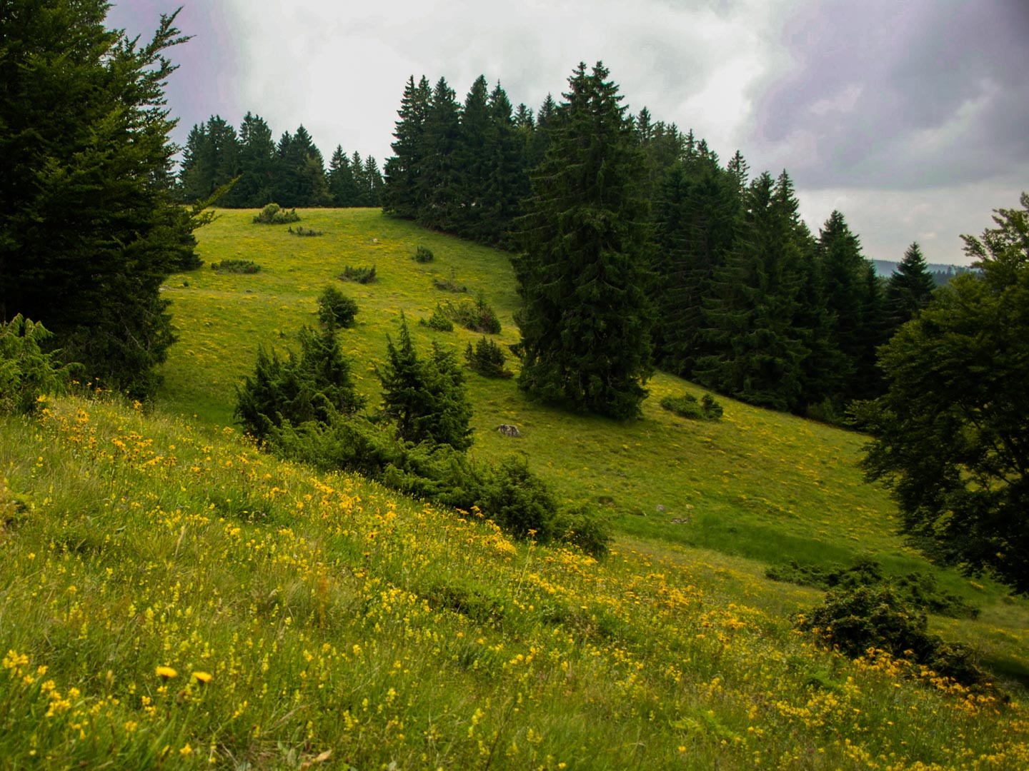 Borstgrasrasen, Arnica montana, Hotzenwald