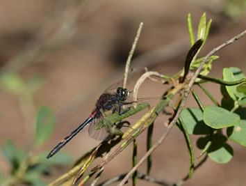 Leucorrhinia dubia