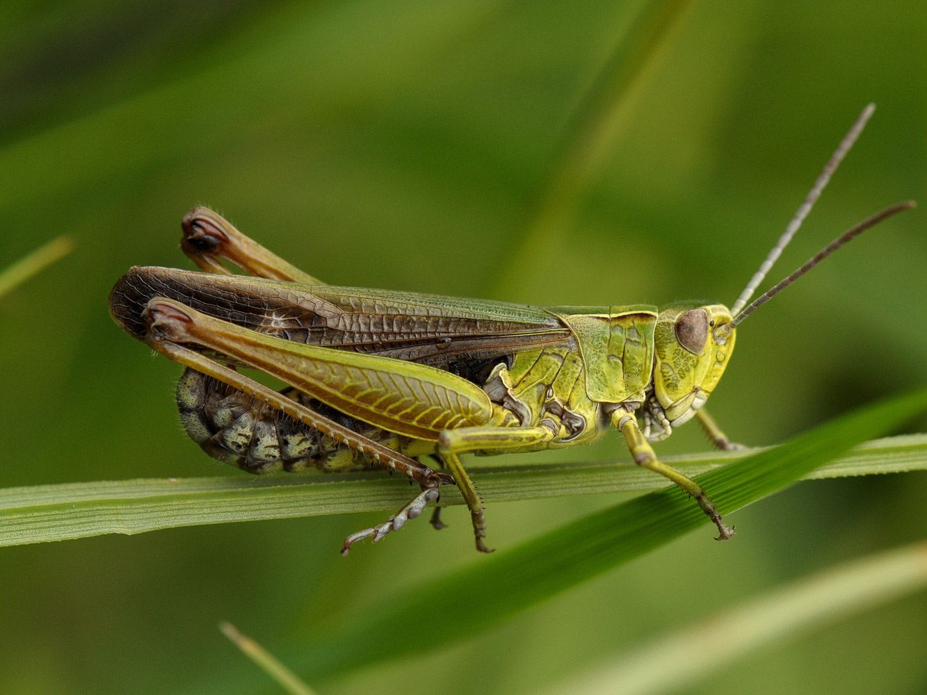 Omocestus viridulus