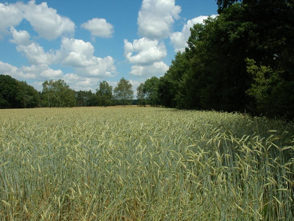 Ortolanhabitat