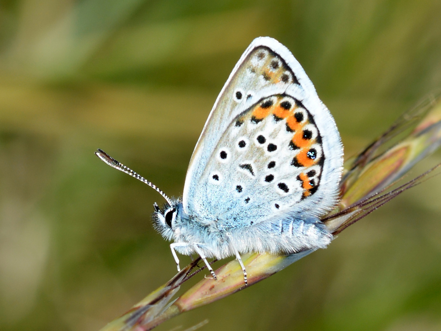 Plebejus argus