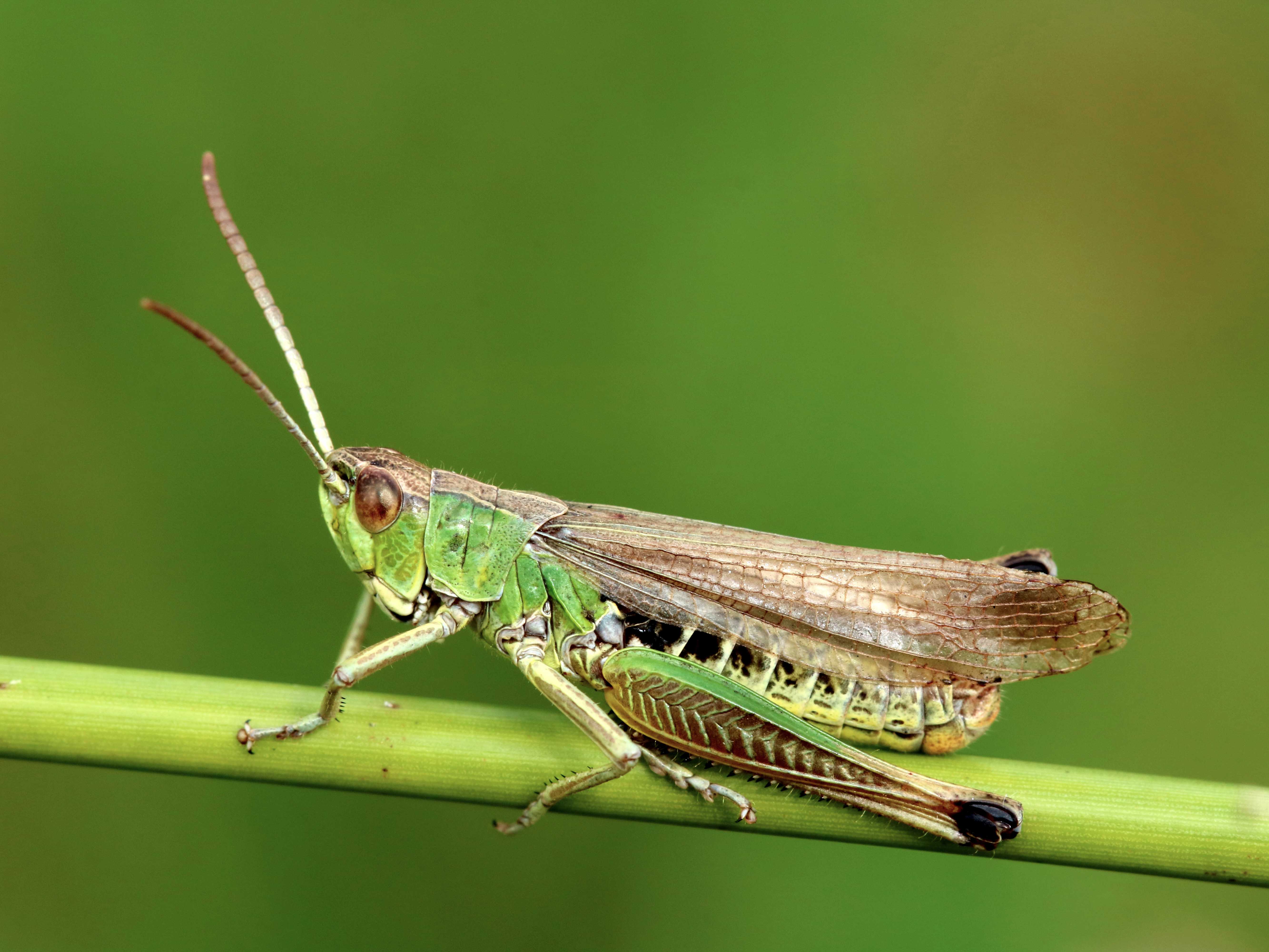  Pseudochorthippus montanus 
