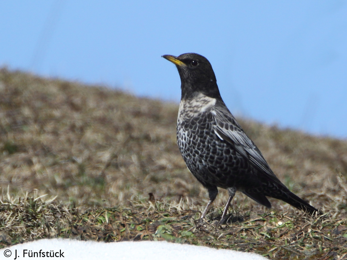 Turdus torquatus alpestris