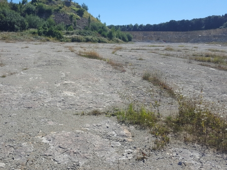 Steinbruch,Sukzession,Naturschutz,gefährdte Arten