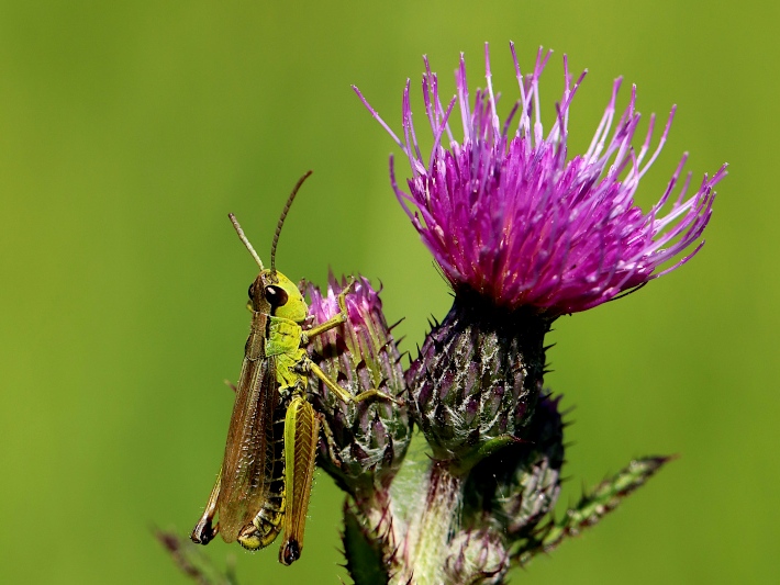 Pseudochorthippus montanus