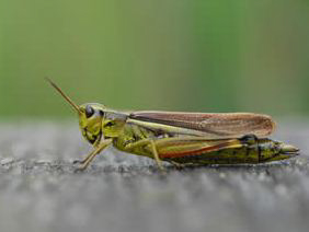 Sumpfschrecke, Arealerweiterung, Klimawandel, Heuschrecken