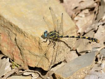 Onychogomphus uncatus
