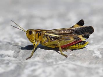 Arcyptera fusca