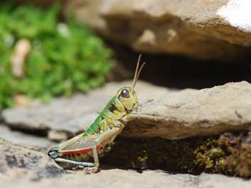 Cophopodisma pyrenea