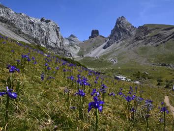 Iris latifolia in Valle de Aisa