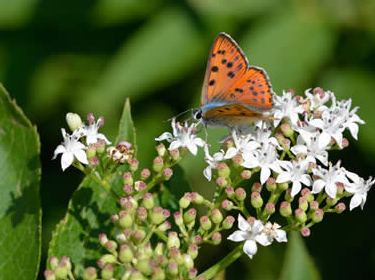 Lycaena alciphron gordius