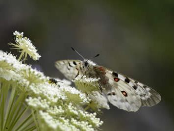 Parnassius apollo