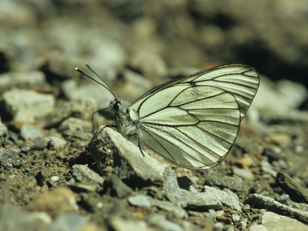 Aporia crataegi