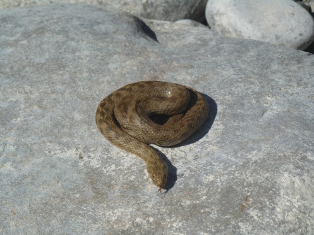 Natrix maura