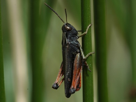 Omocestus rufipes