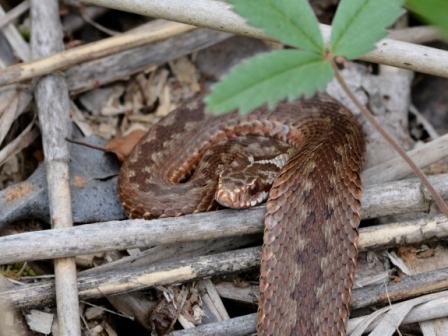 Vipera berus