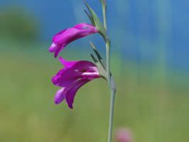 Gladiolus palustris