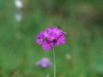 Primula farinosa