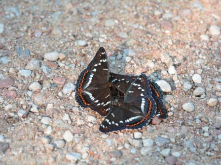 Limenitis populi