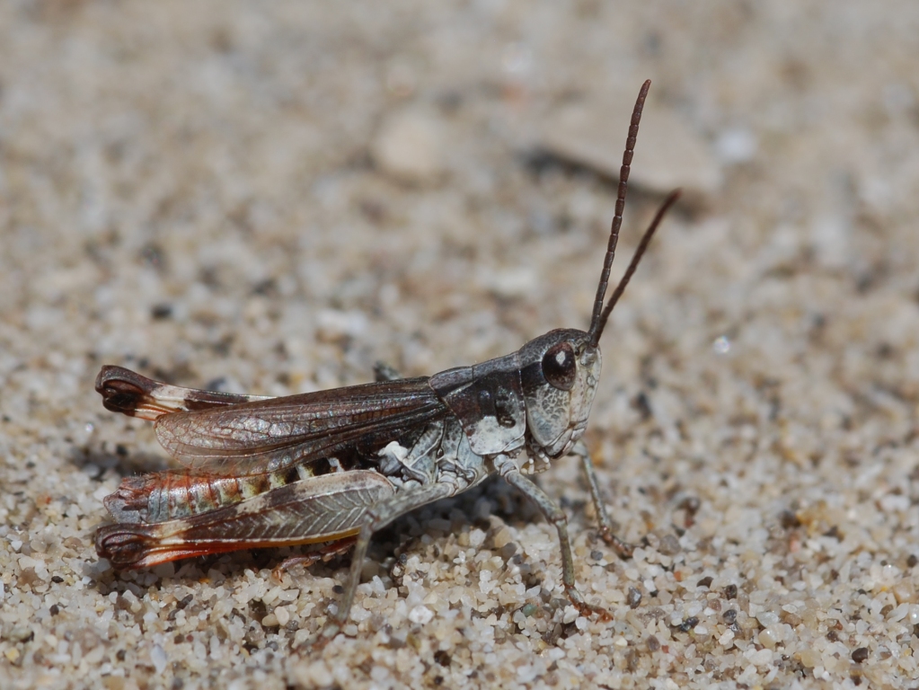 Chorthippus pullus
