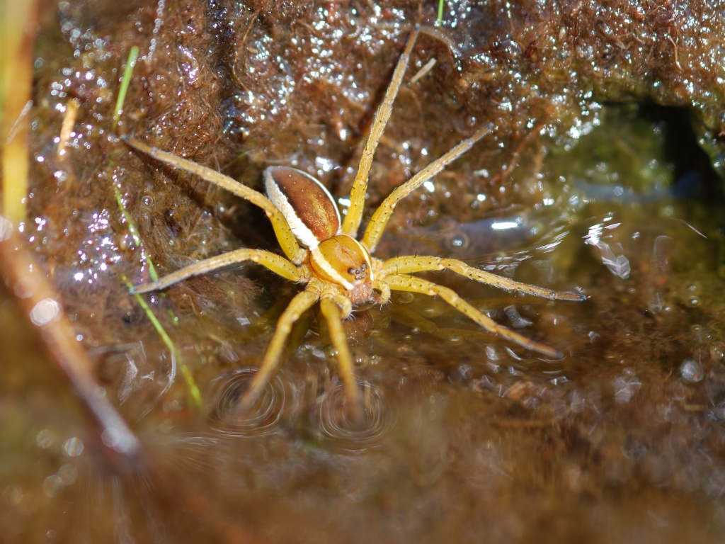 Dolomedes fimbriatus