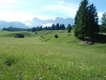 Buckelwiese