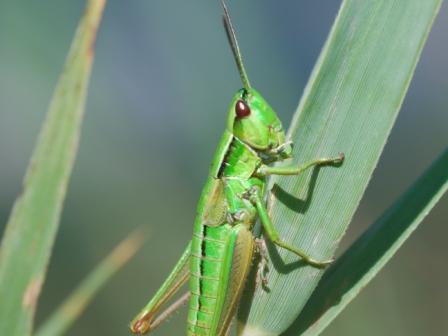 Euthystira brachyptera
