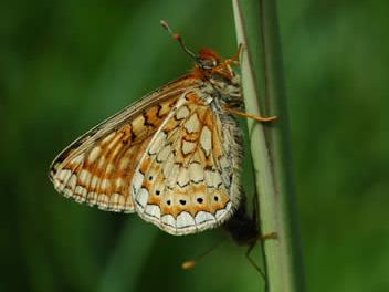 Euphydryas aurinia