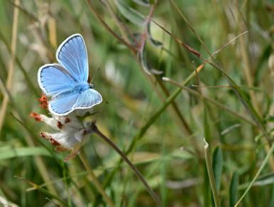 Polyommatus dorylas
