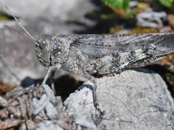 Bryodemella tuberculata