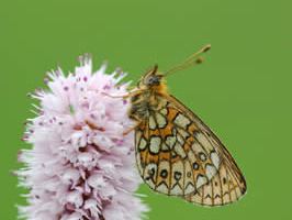 Boloria eunomia